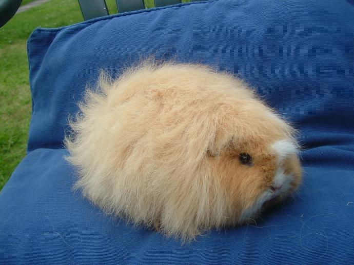 Swiss guinea pigs for hot sale sale